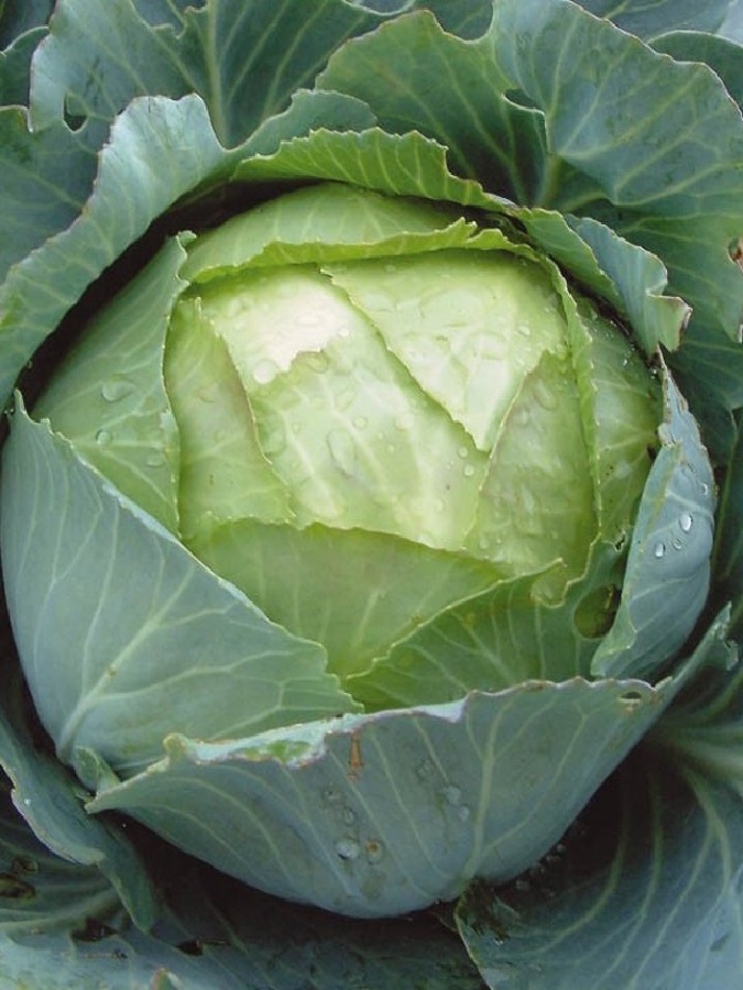 

Капуста белокочанная Амагер 611 1 гр б.п.