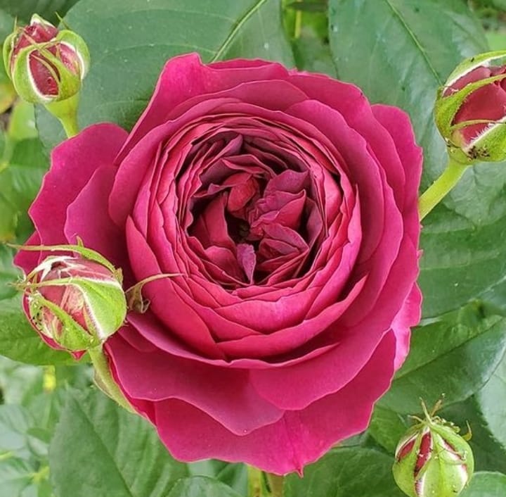 Роза спрей Марун