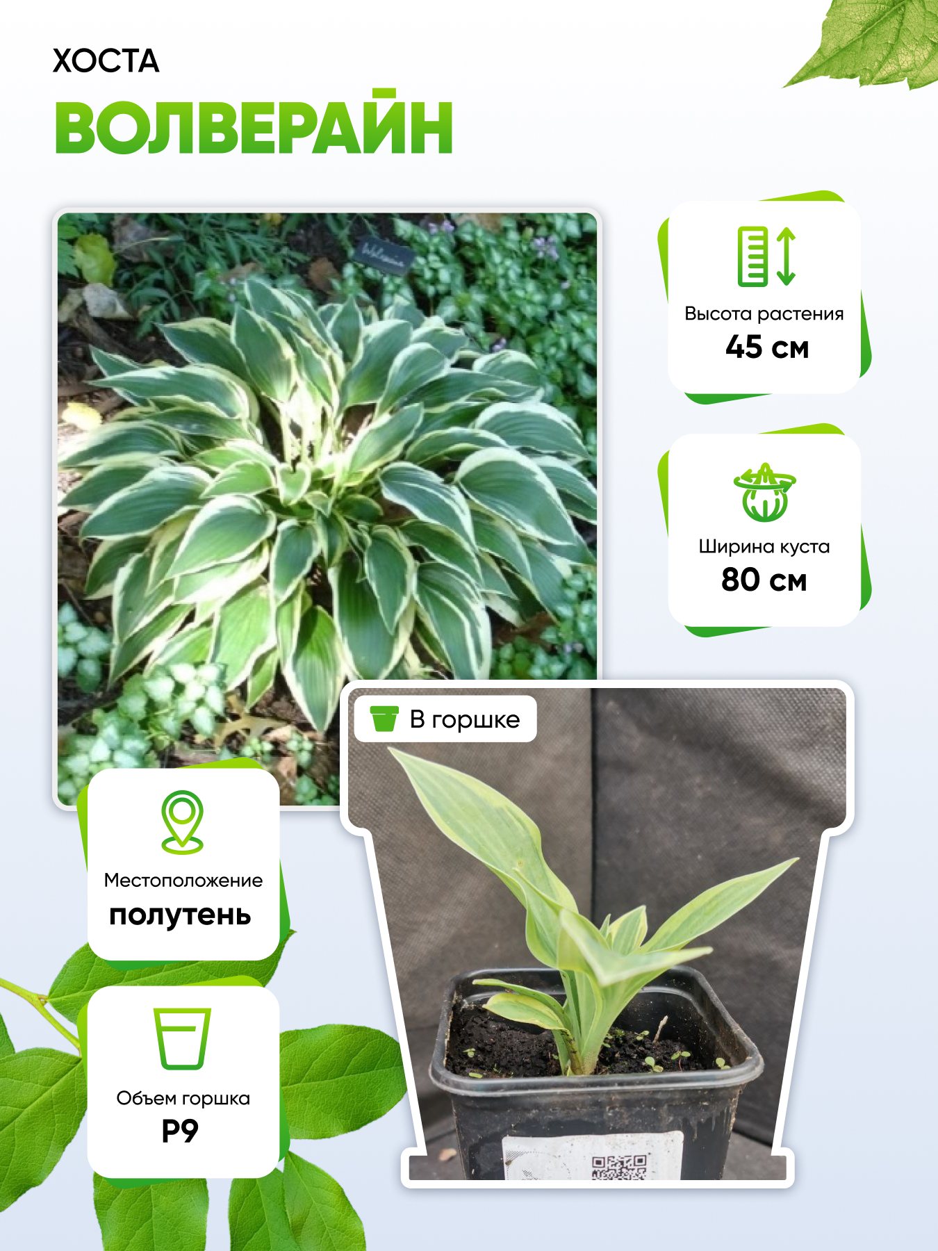 

Хоста Волверайн 1 шт Р9