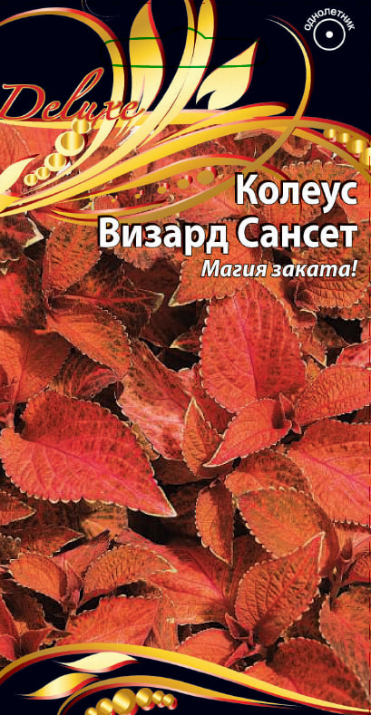 

Колеус Визард Сансет 5 шт