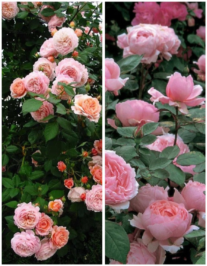 

Набор роз "Нежное послание1" 2 саженца