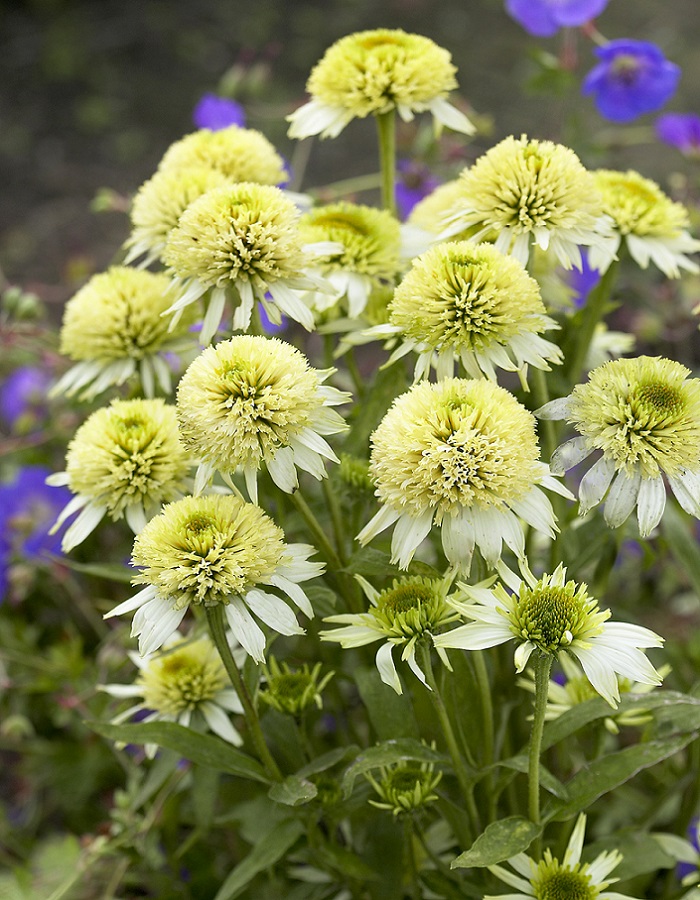 

Эхинацея Уайт Дабл Делайт