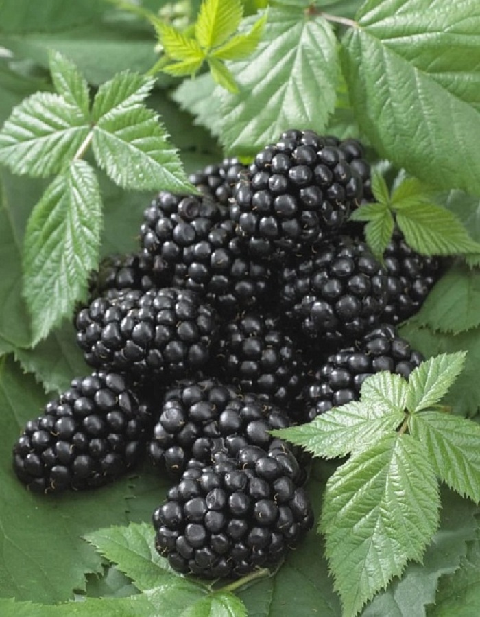 

Ежевика бесшипая Блэк Джем 1 шт