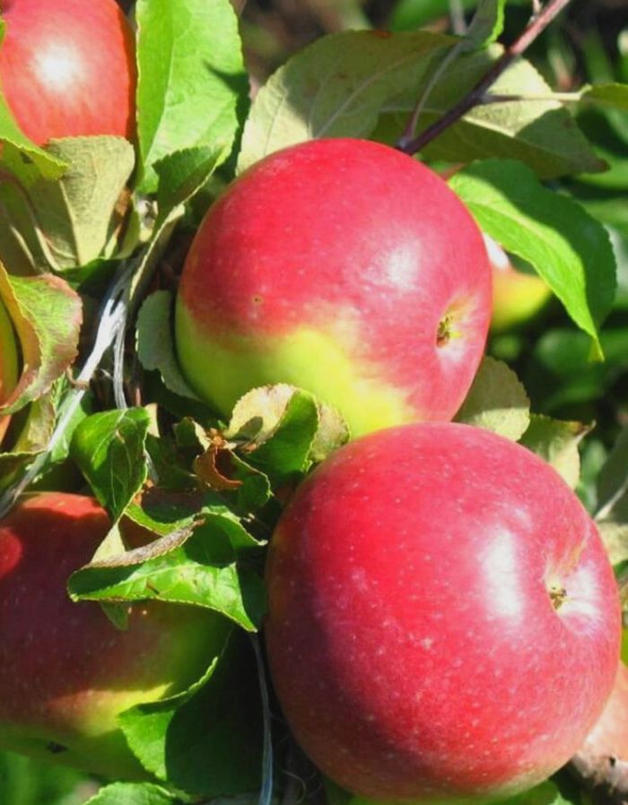 Яблоня Розочка (3 года) 1 шт спелов яблоня обыкновенная 3 4 года c20 зкс