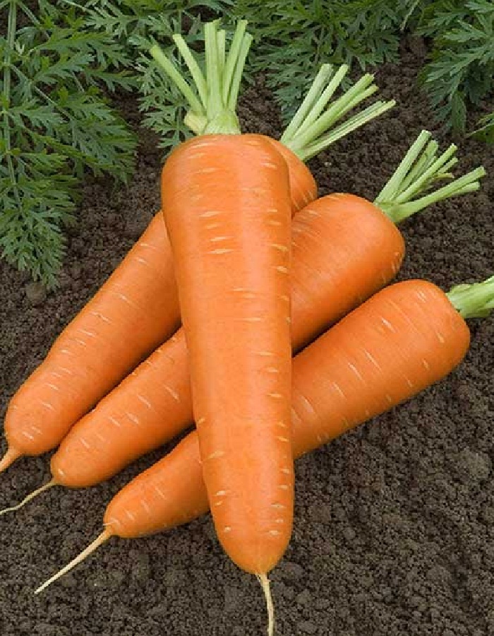 Морковь Бессердцевинная королева 2 гр цв.п. - Семена овощей, Морковь, арт: 2526