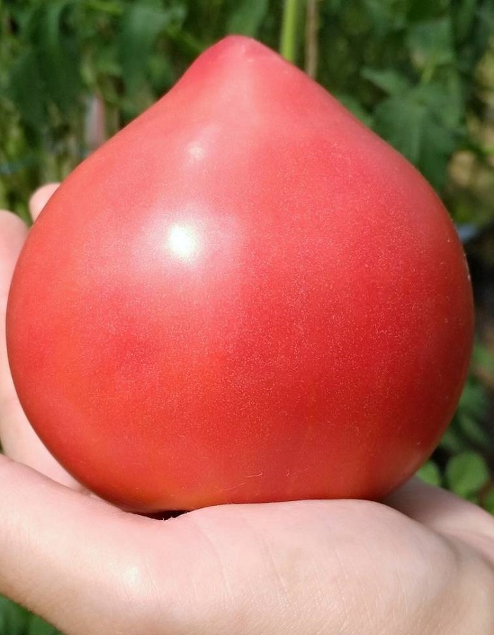 Томат Усмань F1 (Enza Zaden) 10 шт. цв.п семена томат вексель f1 10 шт