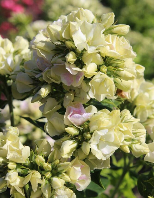 

Флокс Крем де ла Крем