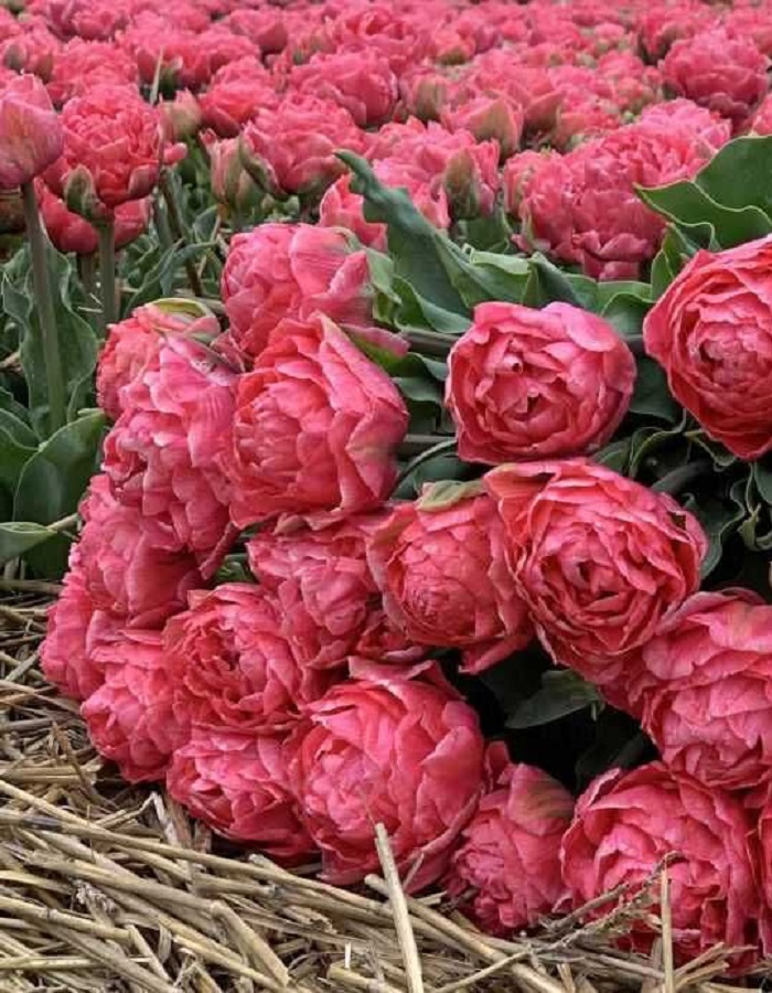 

Тюльпан Тайвань 1 уп. (5шт.)