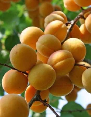 

Абрикос Викинг 1 шт ОКС