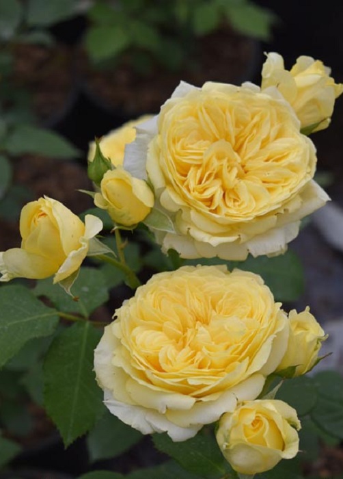 Роза миниатюрная Тет де Ор