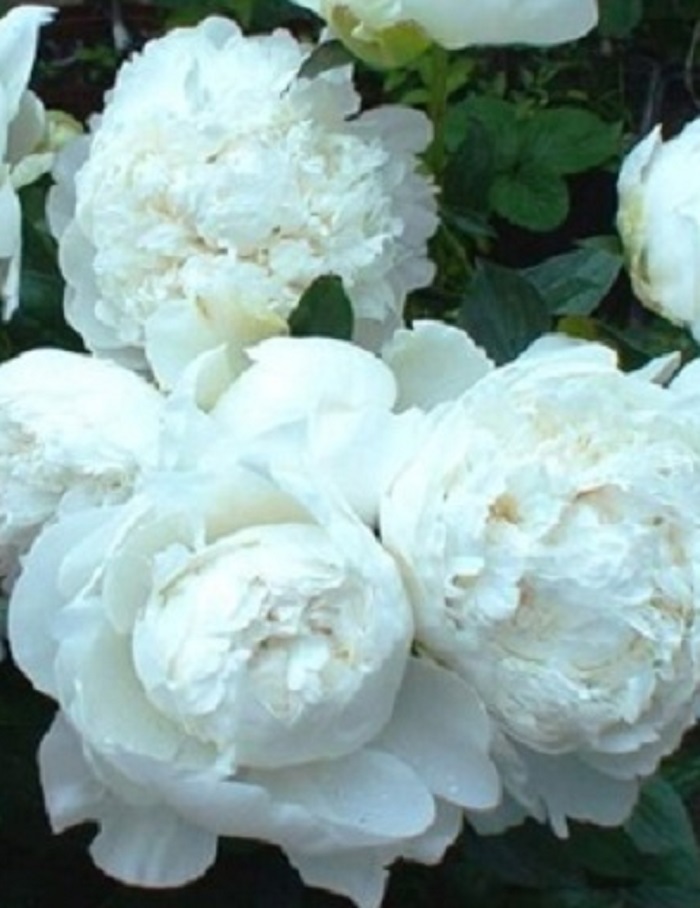 

Пион Миссис Дж.В. Эдлунд