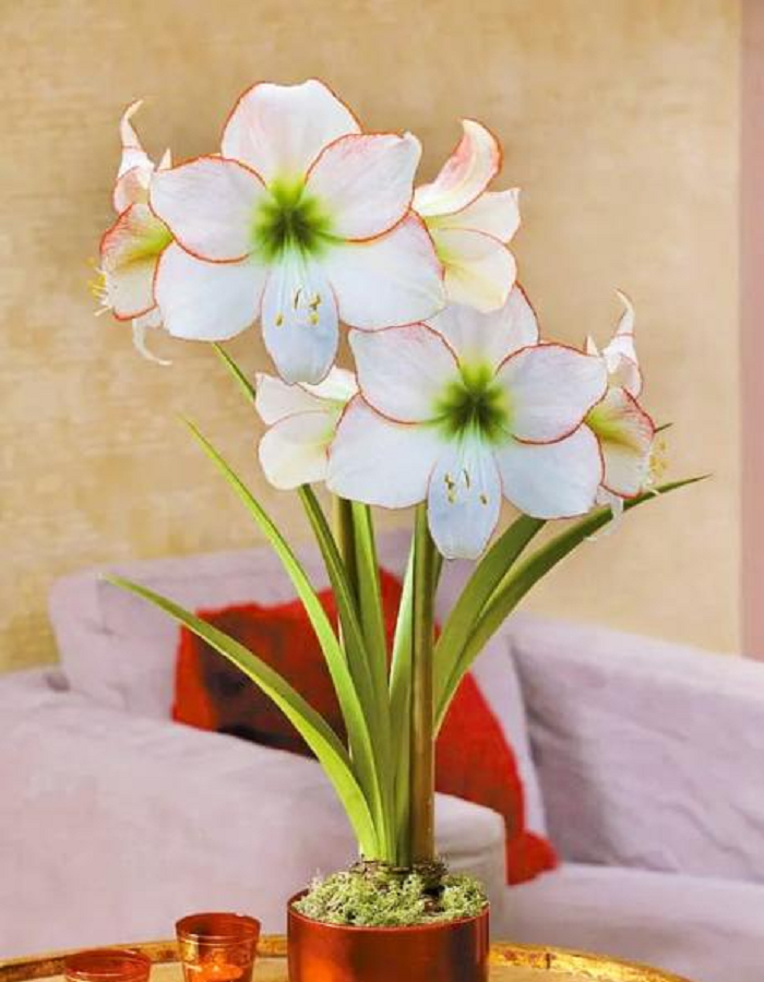 

Амариллис Пикоти