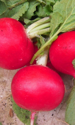 Редька китайская Барыня (УД) 1 гр цв.п.