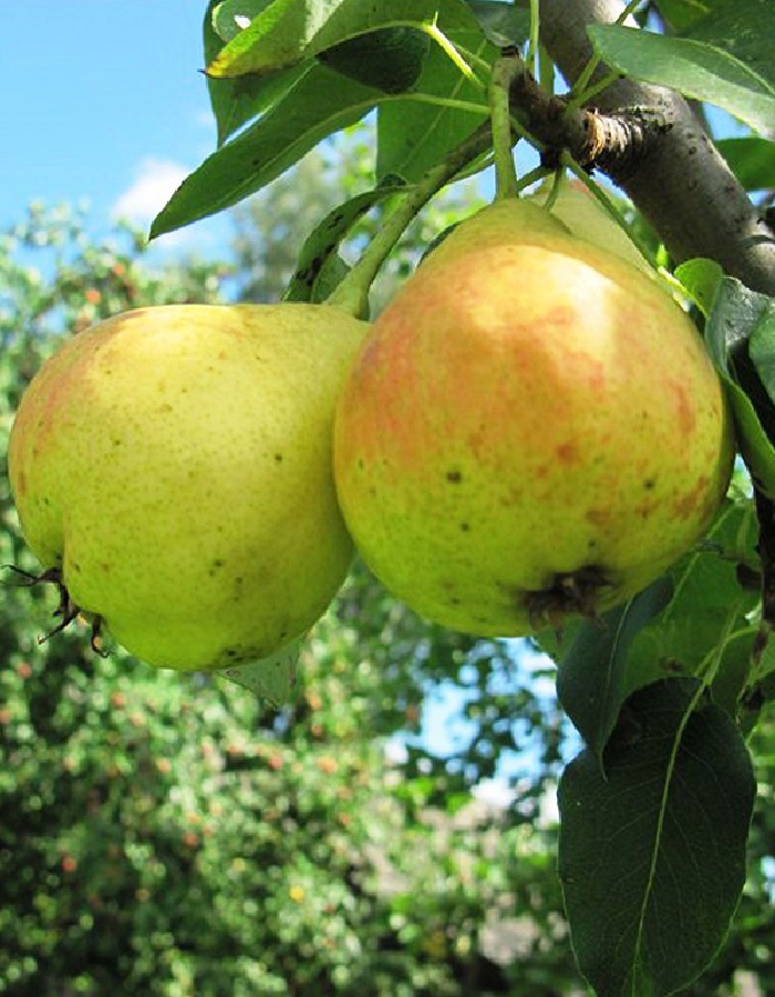 

Груша Детская