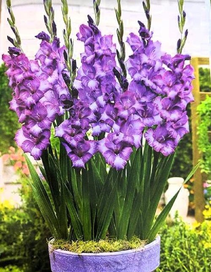 

Гладиолус мини Ким