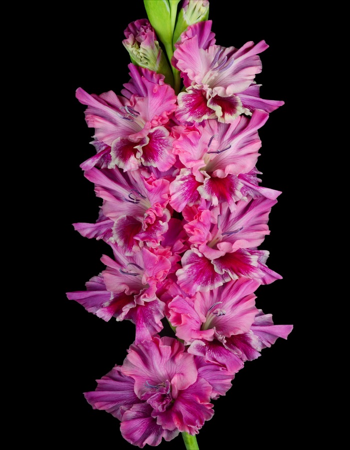 

Гладиолус Сарафанное Радио 1 уп. (3 шт.)