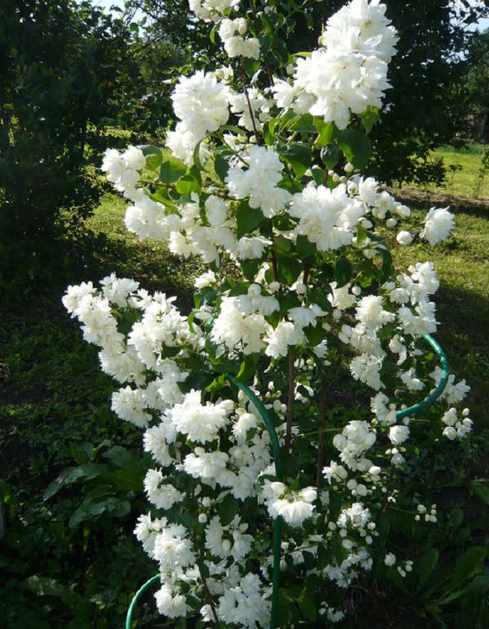 

Чубушник Миннесота Сноуфлейк 1 шт Р9