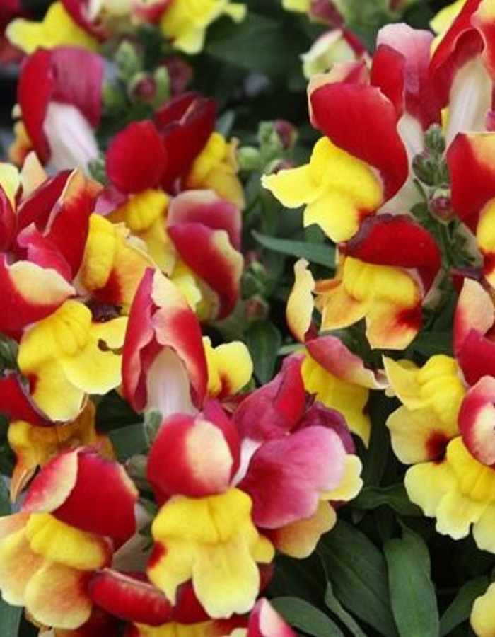 

Львиный зев Флорал Шауэрс Ред энд Еллоу Биколор (Sakata) 50шт