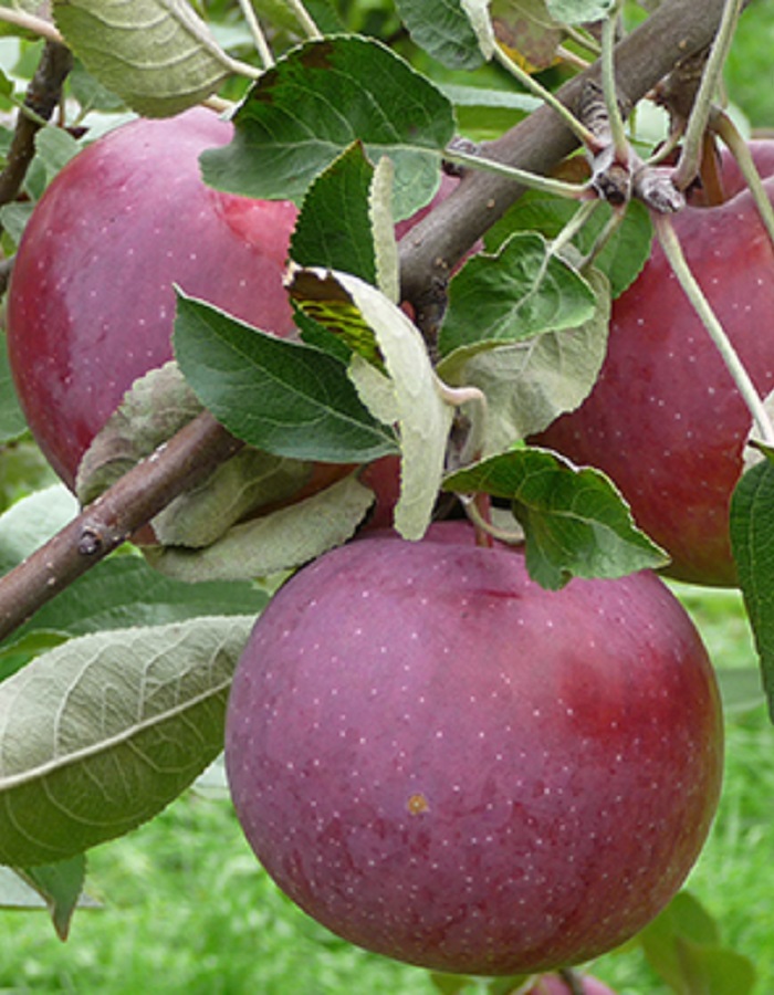 

Яблоня Лобо