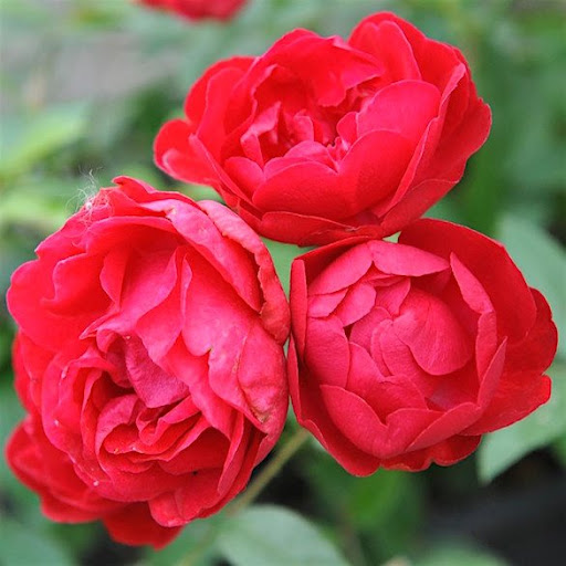 Роза почвопокровная Ред Морсдаг