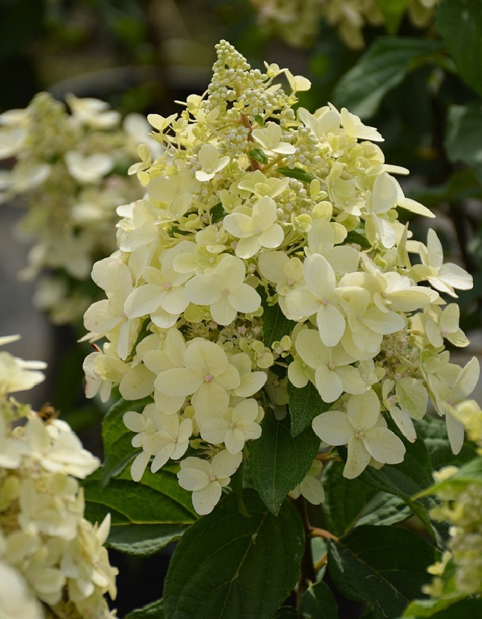 

Гортензия метельчатая Пандрия ASF 1 шт Р9