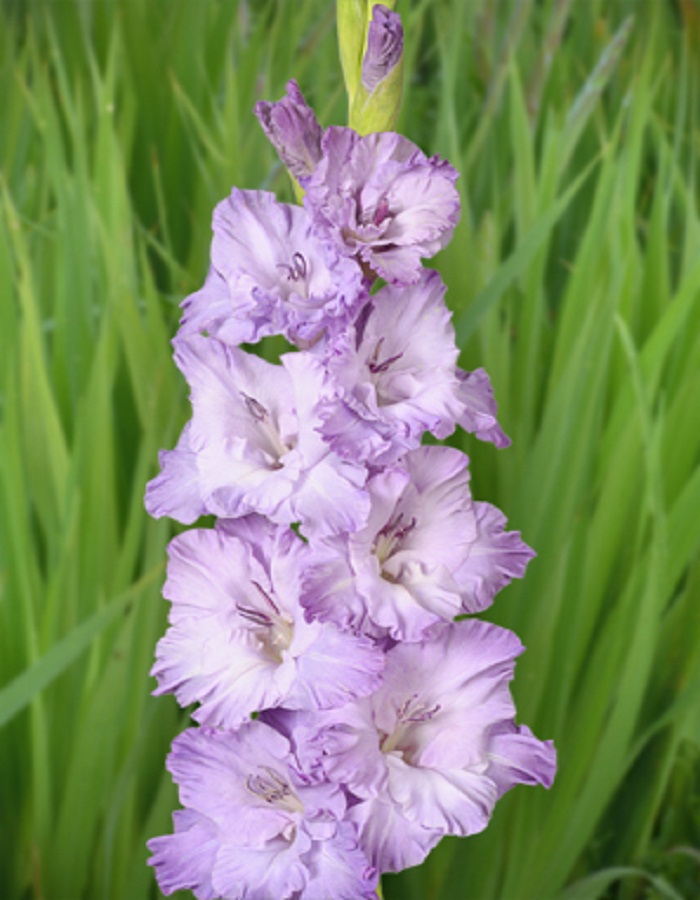 

Гладиолус Голубой Топаз