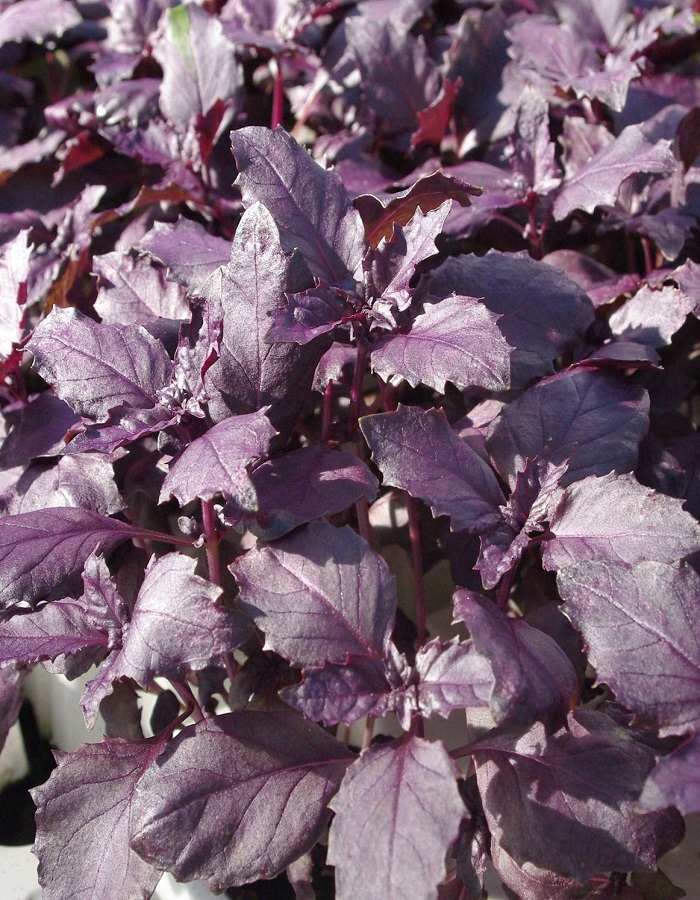 Базилик овощной Бархатная ночь-фиолетовый (УД) 0,25 гр цв.п. базилик овощной челентано смесь уд 0 25 гр цв п