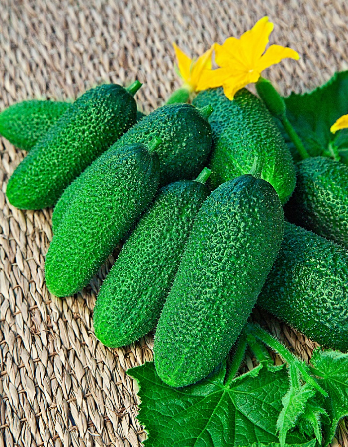 

Огурец Адам F1 8 шт цв.п.