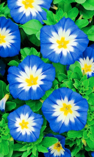 Вьюнок трехцветный Синий вальс (УД) 0,15 гр