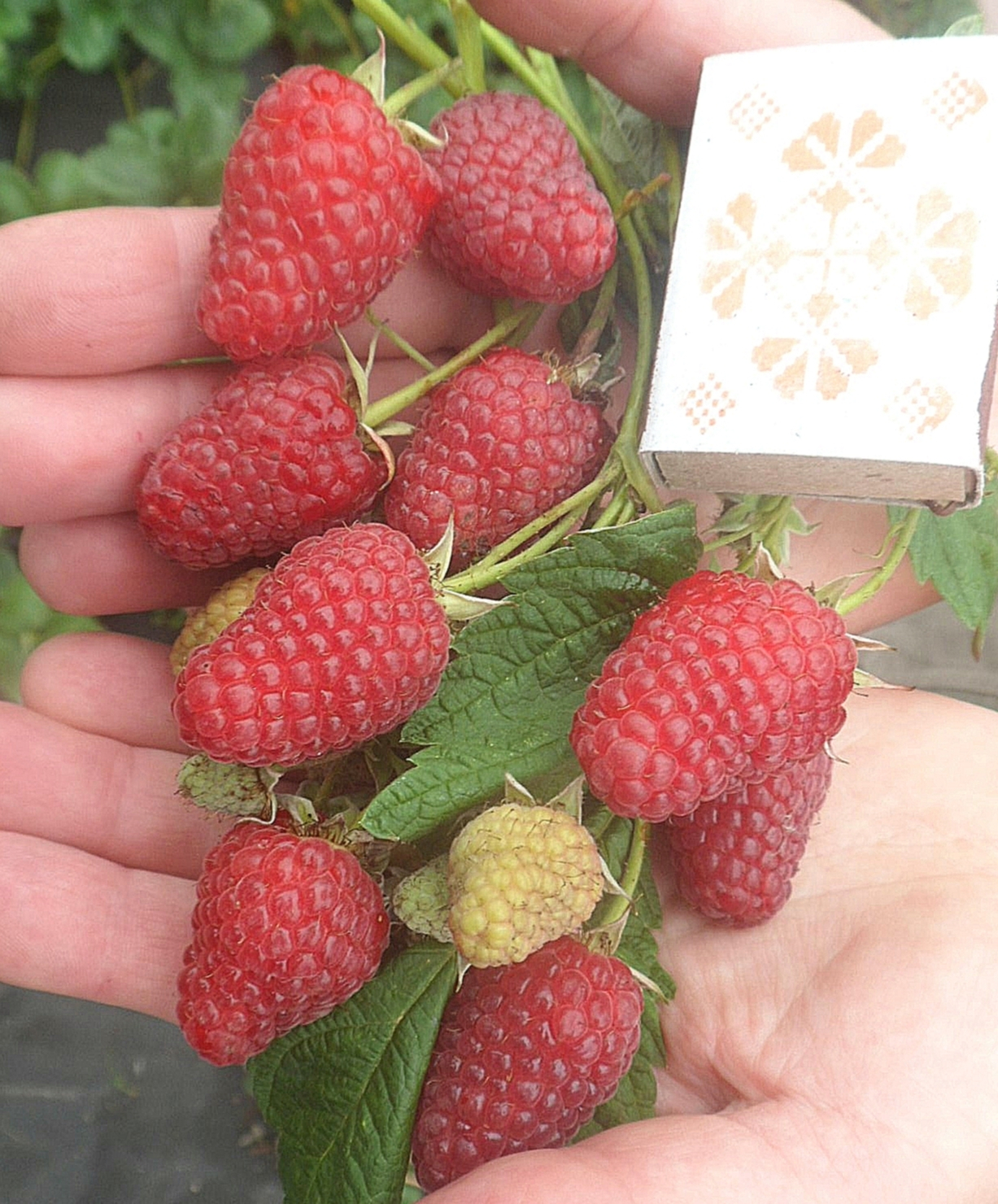 

Малина ремонтантная Жар-птица