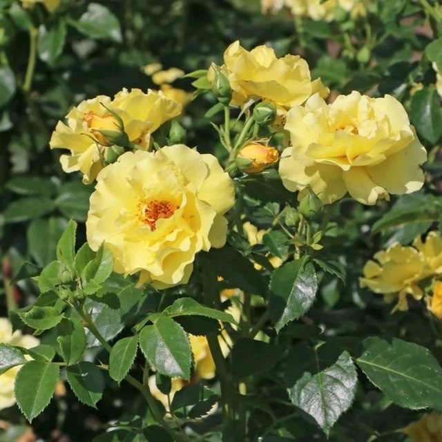 Роза плетистая Лихткенигин Лючия