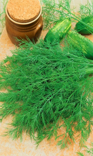 Укроп Дукат ароматный (УД) 2 гр цв п