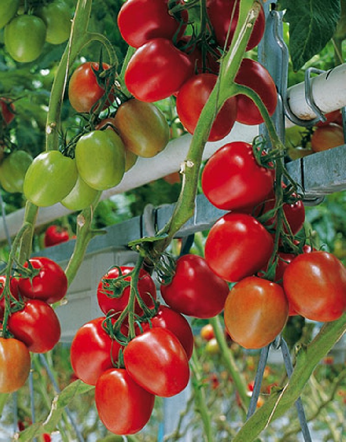 Томат Фрегатта F1 (Enza Zaden) 10 шт. цв.п семена томат вексель f1 10 шт