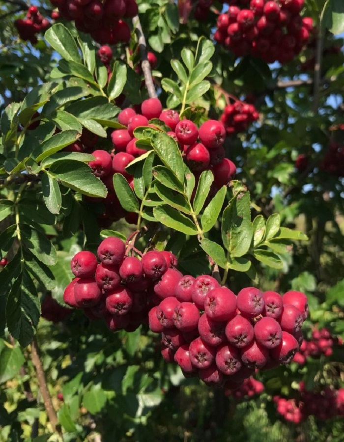 

Рябина Титан