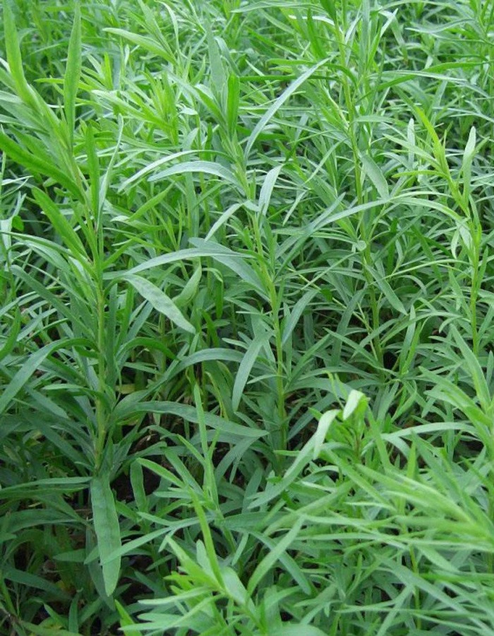 

Эстрагон(тархун) Грибовский (УД) 0,05 гр