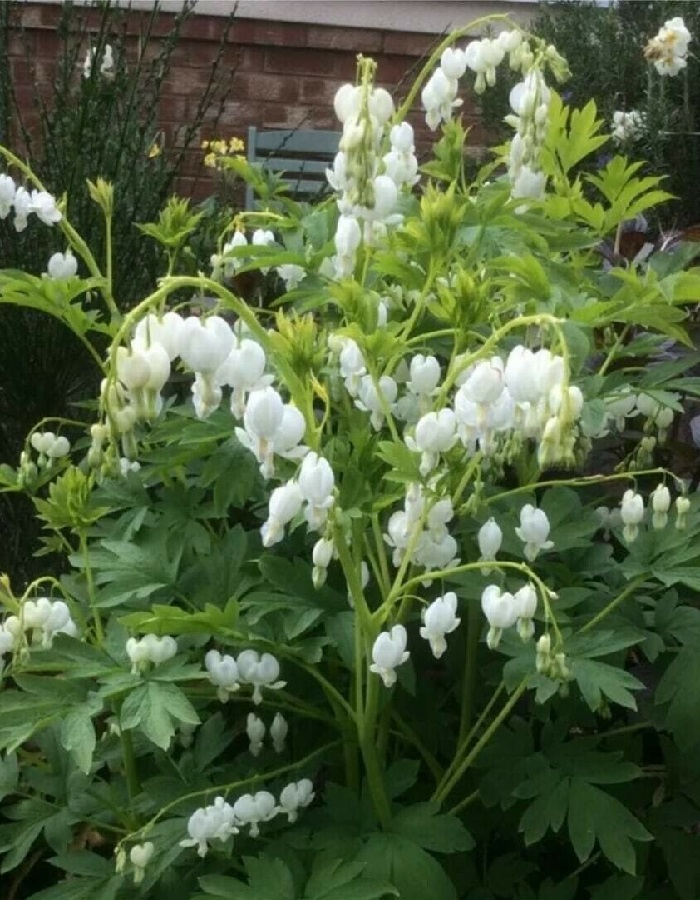 

Дицентра Уайт