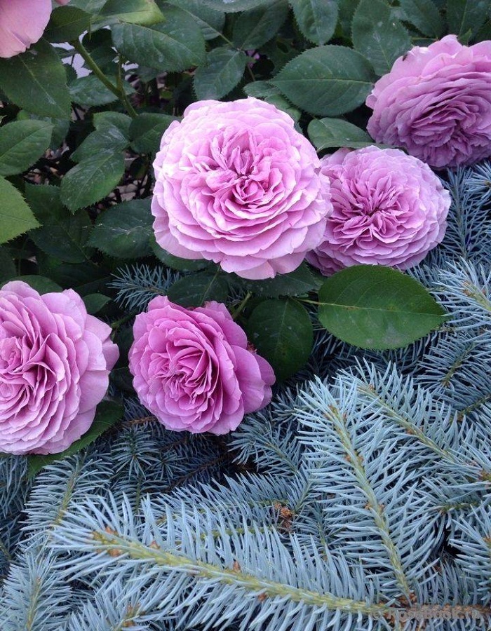 Роза почвопокровная Лавандовая Драгоценность 1 шт роза почвопокровная фейри айлес в тубе