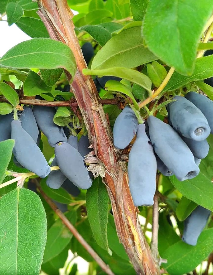 

Жимолость съедобная Восторг