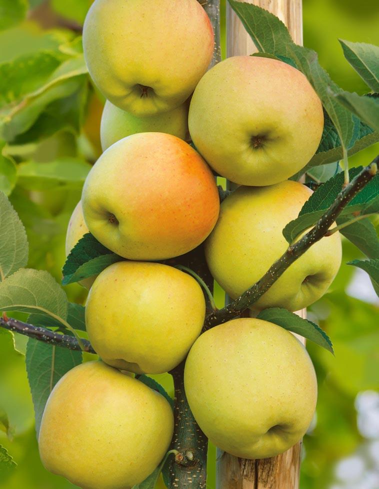 

Яблоня колонновидная Диалог