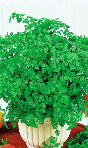 Кервель Курчавый (УД) 0,3 гр. цв.п.