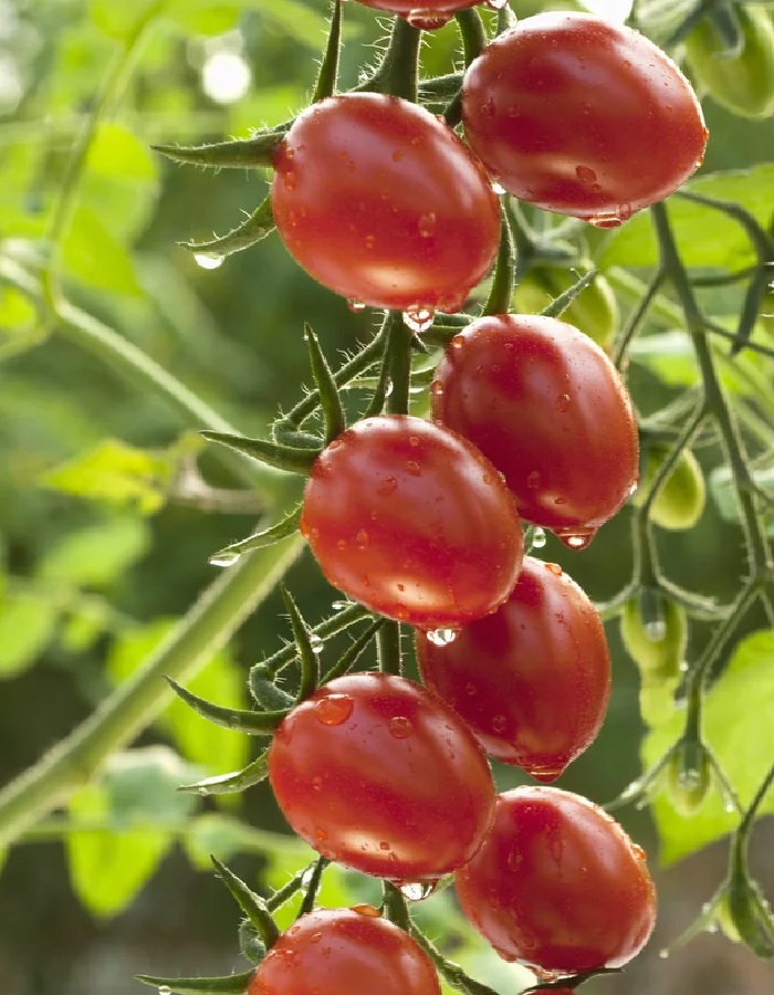 Томат Бриксол F1 10шт. цв.п.(Семко Юниор) семена томат семко иришка f1 0 1г