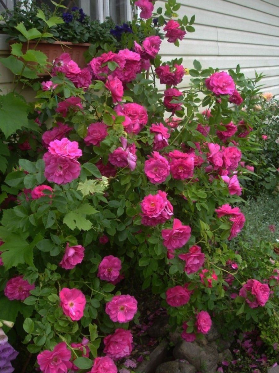 

Роза плетистая Джон Кэбот