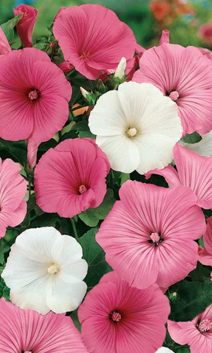 Лаватера Смесь окрасок (УД) 0,2 гр цв п