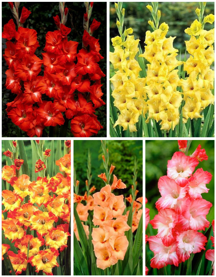 

Микс гладиолусов голландской селекции Огненная радуга 5 шт.