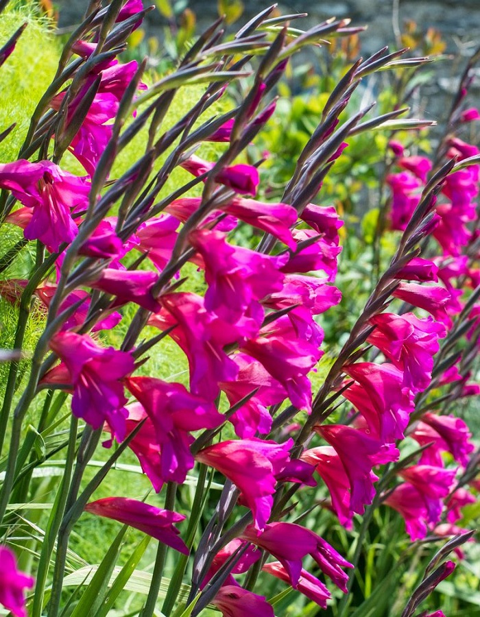 

Гладиолус Византийский (Byzantinus)