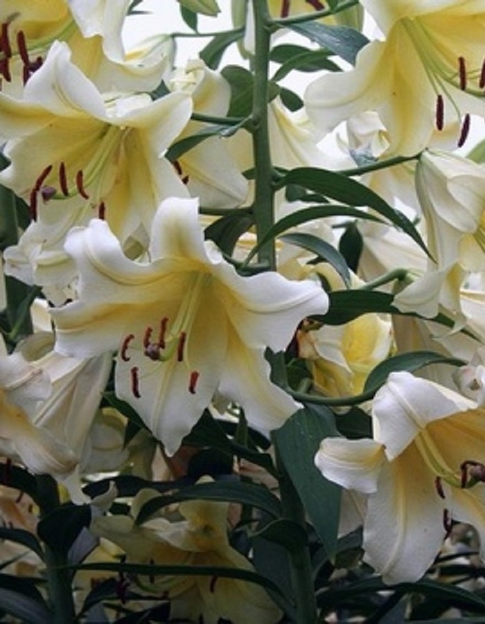 

Лилия Конка Дор