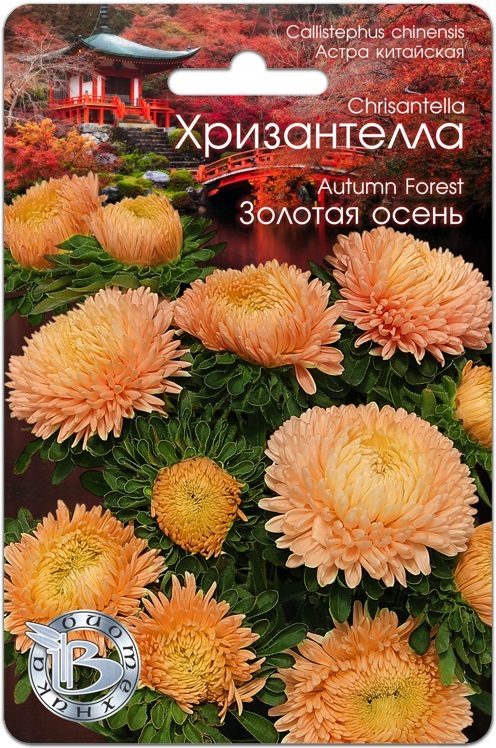 Астра Хризантелла Золотая осень 30 шт цена и фото