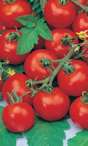 Томат Профессионал F1 (УД) 20 шт цв.п