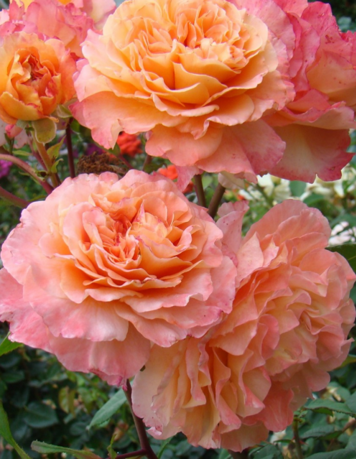 Роза чайно-гибридная Огюста Луис 1 шт роза парковая луис одьер в коробке