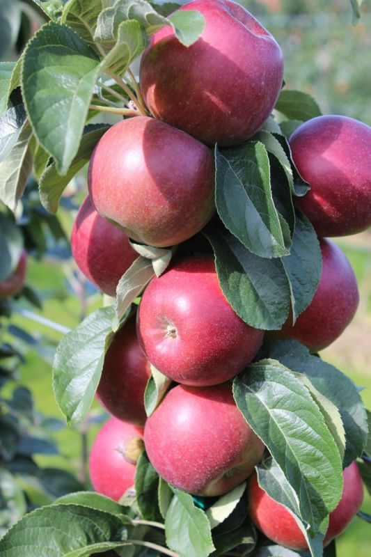 Яблоня колонновидная Московское ожерелье